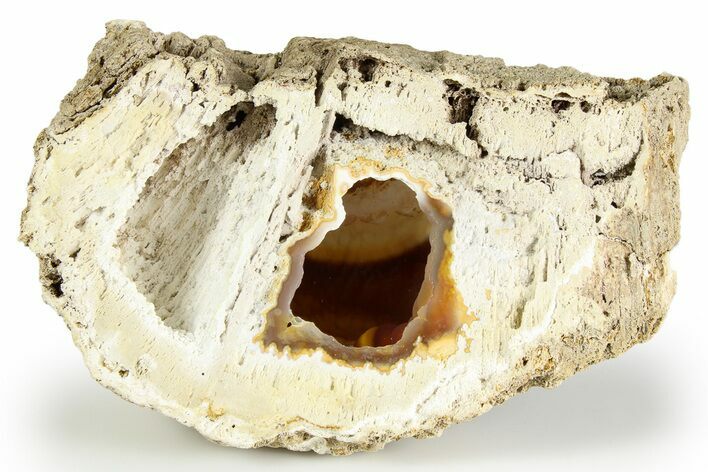 Agatized Fossil Coral Geode - Florida #257874